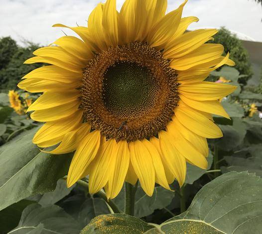 Sun Flower